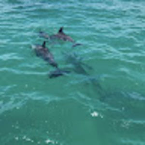 Meet your Posher, Paloma